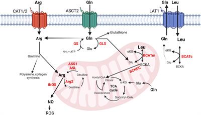 Crosstalk between arginine, glutamine, and the branched chain amino acid metabolism in the tumor microenvironment